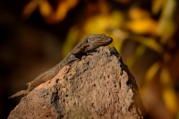 Velejesterka modroskvrnna - Gallotia galloti - Tenerife Lizard 3102